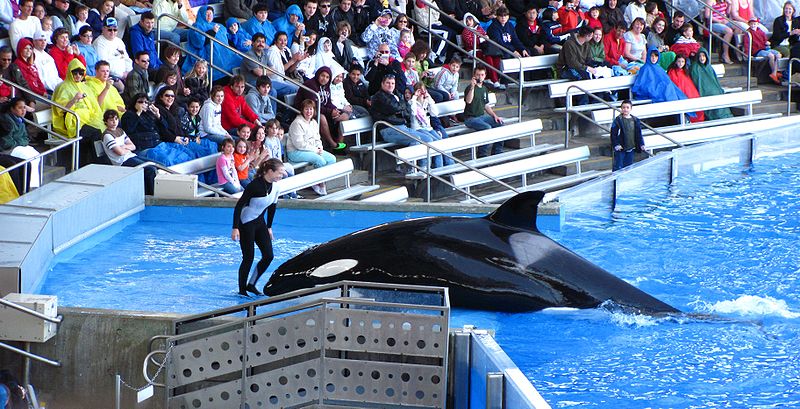 File:Trainer and whale at SeaWorld Orlando.jpg