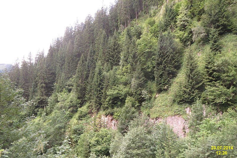 File:Tree-clad lower slopes of Daniel (15099415113).jpg