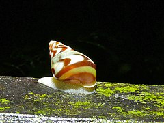 Amphidromus adamsii