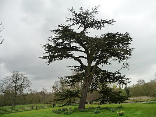Tree with a lean, Hotham Hall - geograph.org.uk - 3944582