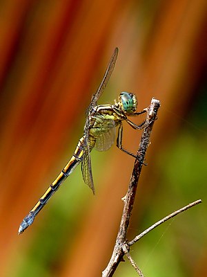 Orthetrum luzonicum, Female