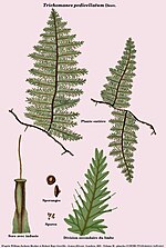 Vignette pour Trichomanes pedicellatum