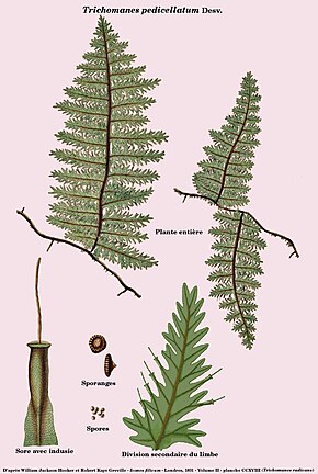 Descrierea imaginii Trichomanes pedicellatum.jpg.