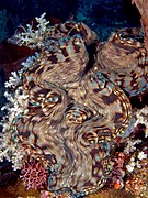 Tridacna squamosa (Giant clam) Manatuto.jpg