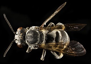 <i>Triepeolus donatus</i> Species of bee