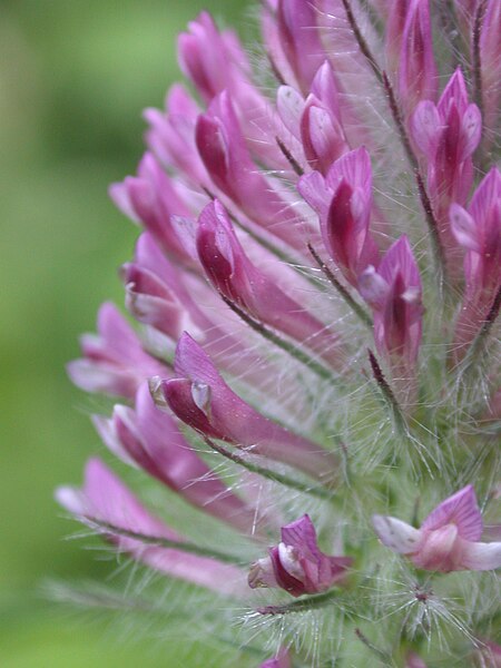 File:Trifolium rubens catena-rangeval 55 170602 5.JPG