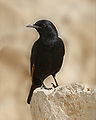 Tristram's grackle.jpg