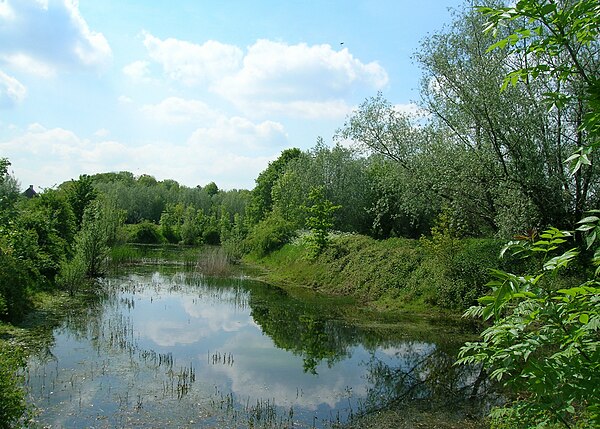 Large ponds with abundant vegetation are typical Triturus breeding habitats (here a northern crested newt pond).