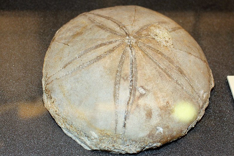 File:Tu - Spatangus sp. from Cretaceous - 1.jpg