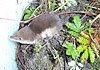 Tundra shrew (Sorex tundrensis).jpg