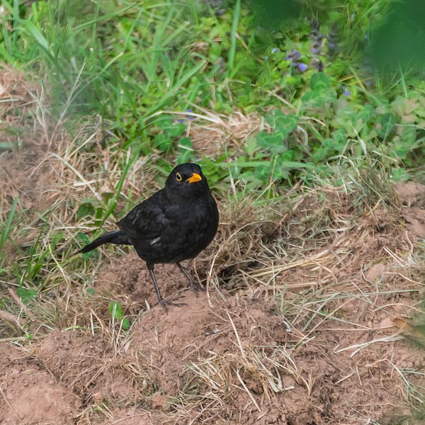 File:Turdus merula male in Aveyron (1).jpg