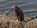 * Nomination Turkey vulture at Bay Trail, Sunnyvale --Yobkj 02:39, 30 December 2021 (UTC) * Decline Unsharp and too many artefacts, sorry --Llez 06:47, 30 December 2021 (UTC)