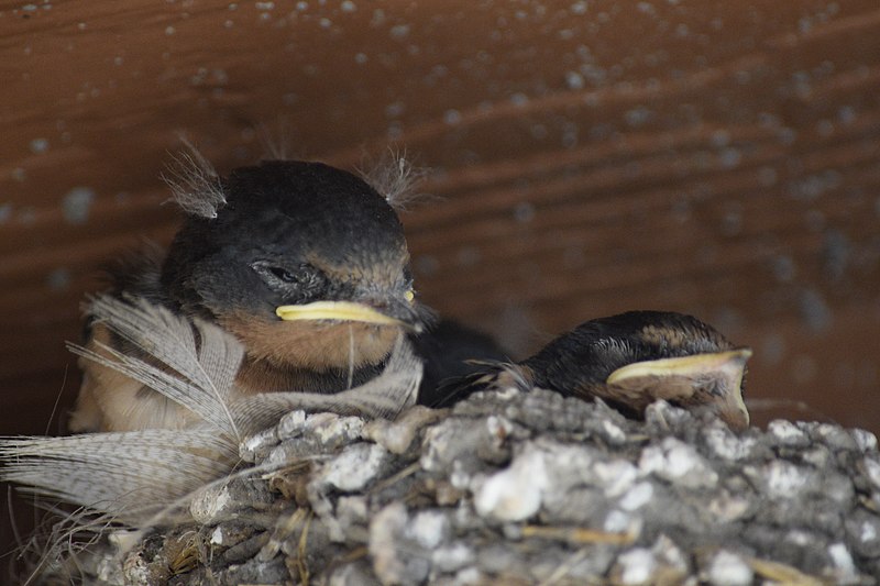 File:Two baby barn swallows poke their head out of their nest attached to the side of the building. (482288f7-0efd-4d8c-b923-7283a034428b).JPG