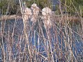 Elvirágzott széleslevelű gyékény (Typha latifolia) szárak