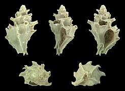 Typhis tubifer, shell