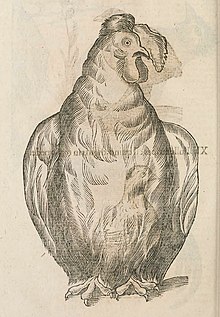 engraved illustration of crested chicken with only the feet showing below the body