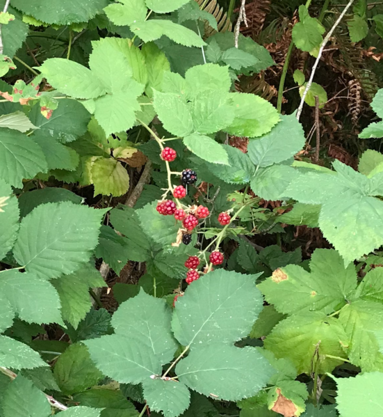 File:Unripe Wild Blackberries.png