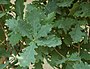 Upright English Oak Quercus robur cv. Fastigiata Leaves 2600px.jpg