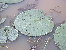Nymphaea caerulea – Wikipedia