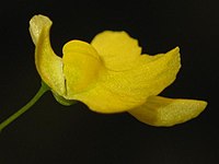 Utricularia triloba