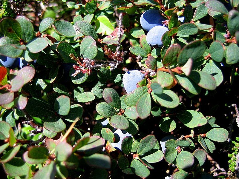 File:Vaccinium gaultherioides PID1628-2.jpg