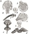 Vanda lombokensis tab 123 fig. II in: Johannes Jacobus Smith: Icones Orchidacearum Malayensium II (1938) (Detail)