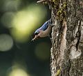 Velvet-Fronted Nuthatch with insect catch.jpg