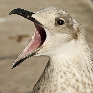 Yellow-Legged Gull