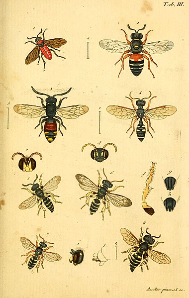 File:Verzeichniss meiner Insecten-Sammlung (Tab. III) (5999078754).jpg