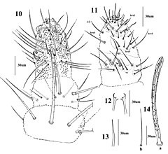 Description de l'image Vietnura caerulea (10.3897-zookeys.807.24941) Figures 10–14.jpg.