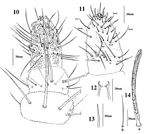 Beschreibung des Bildes Vietnura caerulea (10.3897-zookeys.807.24941) Abbildungen 10–14.jpg.