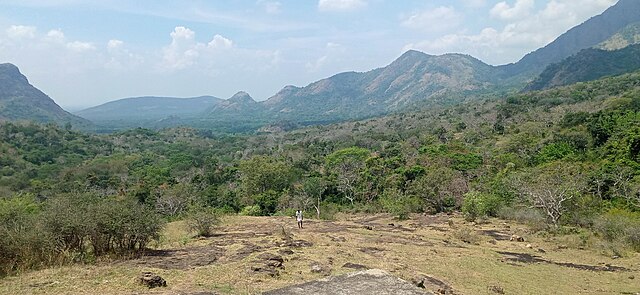 Shenbagathoppu's calm and serene forest. View from Kaattalagar Temple, Thiruvillipuththur.