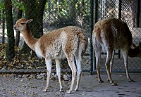 Vikunja (Lama vicugna), Tierpark Hellabrunn, München