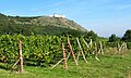 Čeština: Zřícenina Dívčí hrady (Děvičky) a vinice nad Pavlovem, okres Břeclav English: Ruins of the Dívčí hrady Castle (Děvičky) and vineyards near Pavlov, Břeclav District