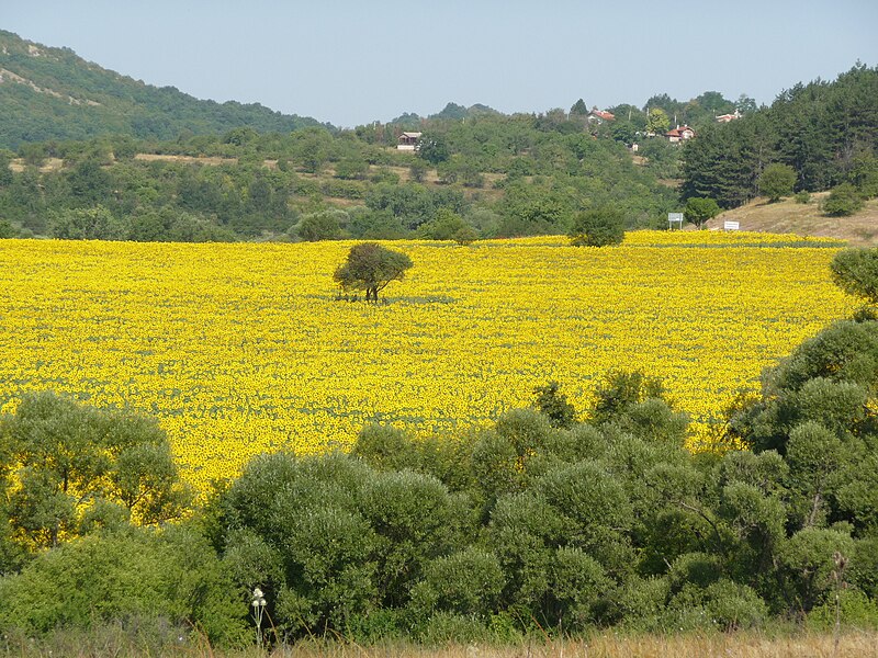 File:Vladislavtsi.JPG