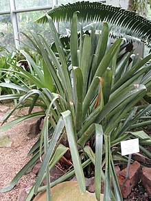 Vriesea gigantea - Palmengarten Frankfurt - DSC01706.JPG