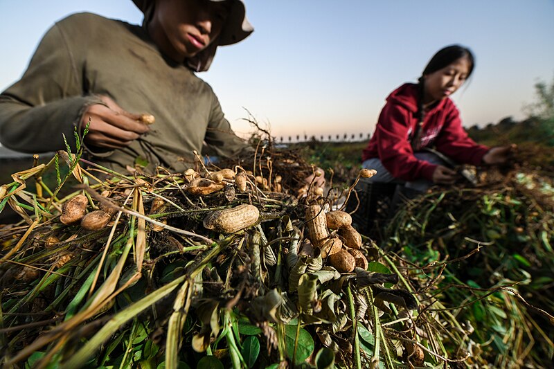 File:Vu Her and family harvesting peanuts dynamic shot.jpg