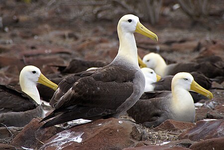Tập_tin:Waved_Albatross_(Phoebastria_irrorata)_-Espanola_-Punta_Suarez3.jpg