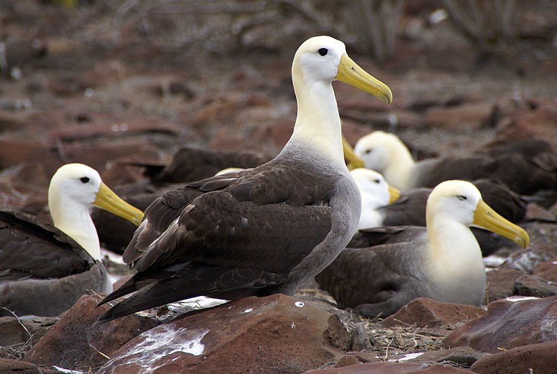 File:Waved Albatross (Phoebastria irrorata) -Espanola -Punta Suarez3.jpg