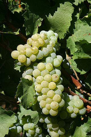 <span class="mw-page-title-main">Elbling</span> Variety of grape