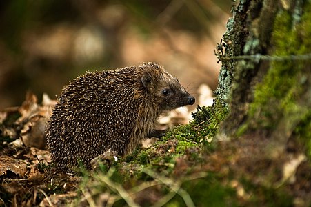 European hedgehog, by Hrald