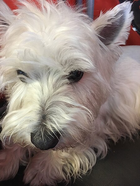 File:West Highland White Terrier 2 2017-02-23.jpg