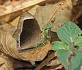 White-bar Bushbrown (Mycalesis anaxias) at Samsing, Duars, West Bengal W IMG 6129.jpg