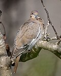 Thumbnail for File:White-winged Dove (53501615961).jpg