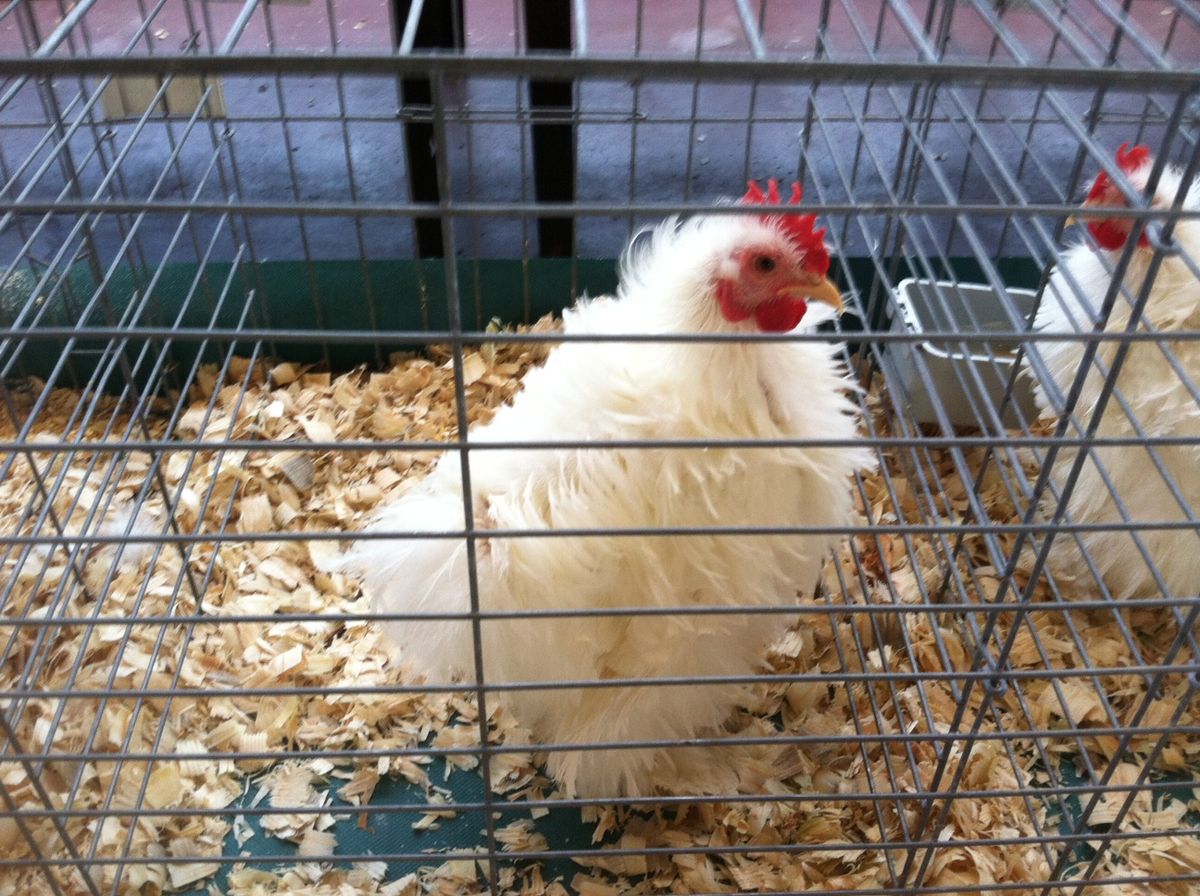 Frizzle (Chicken Breed). Белый цыпленок в оперении.
