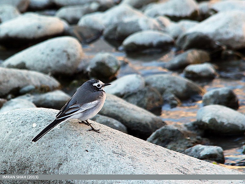 File:White Wagtail (Motacilla alba) (15894796395).jpg