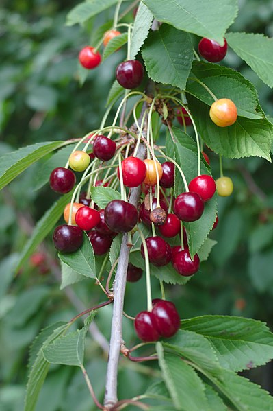 File:Wild cherry, Magazine Road, Bromborough 3.jpg