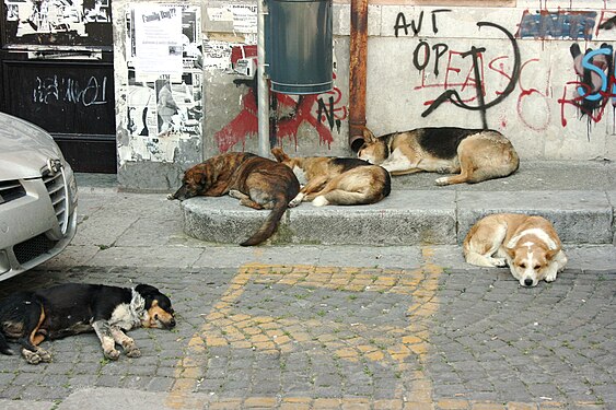 Straßenhunde (Palermo)