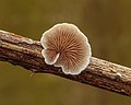 Crepidotus variabilis s.l. op een dood takje van een Braam