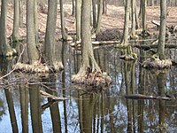 Źródło wschodniego ramienia Wkrzanki w pobliżu Pręsocina